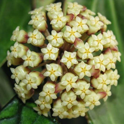 Hoya finlaysonii Malaysia IML 0398 H60