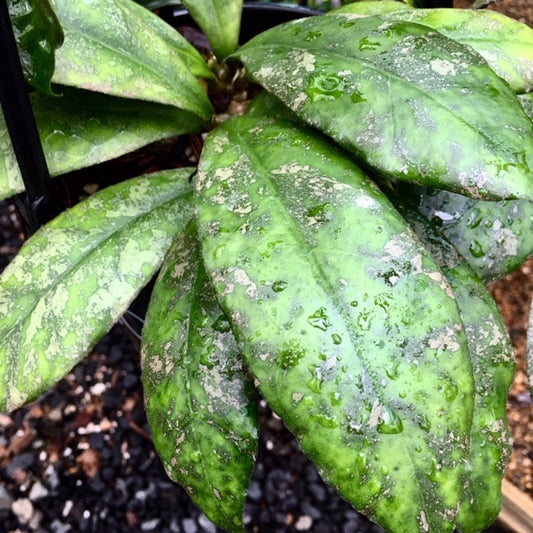 Hoya finlaysonii Malaysia IML 0398 H60