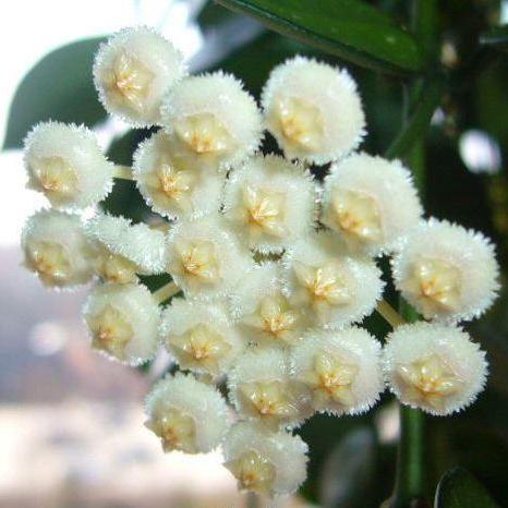 Hoya lacunosa var. pallidiflora IML 0045 H61