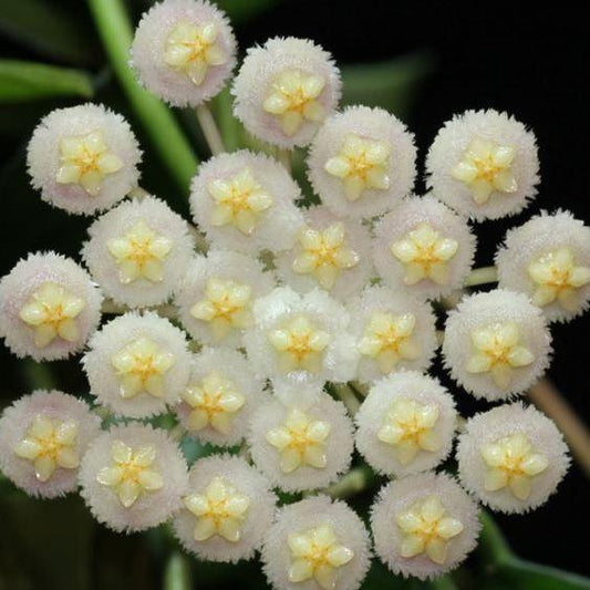 Hoya aff. lacunosa 'giant' IML 1813 H62