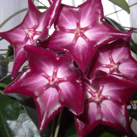 Hoya macgillivrayi 'Coen River Qld' IML 0016 H64