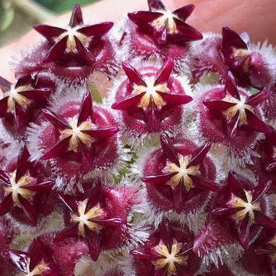 Hoya mindorensis Poring Sabah IML 1777 H67