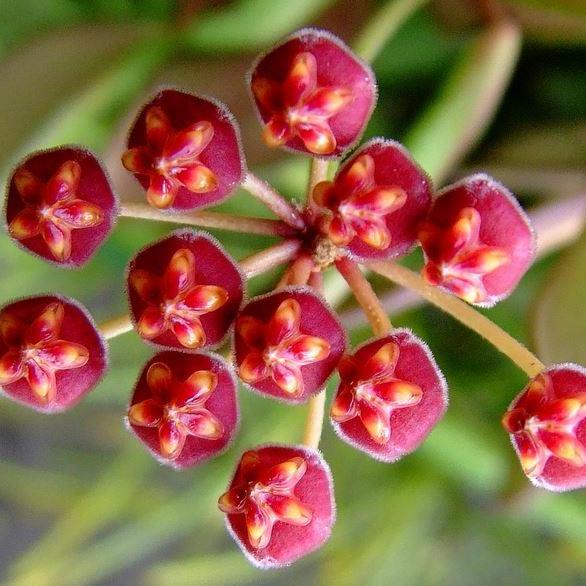 Hoya panchoi IML 0228 H69