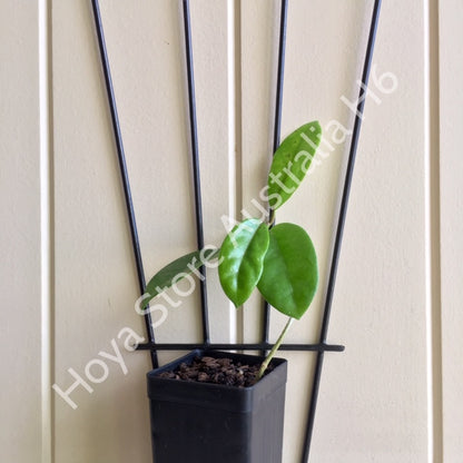 Hoya australis ssp. tenuipes H6