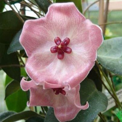 Hoya patella 'Pink' IML 1096 H70