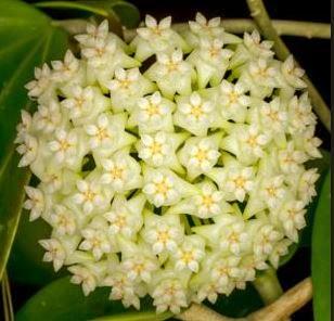 Hoya nicholsoniae Kuranda IML 0039 H72
