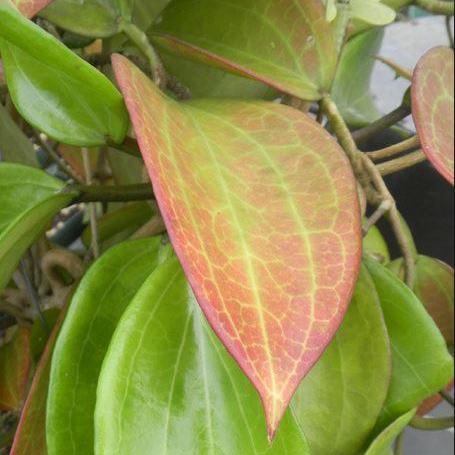 Hoya nicholsoniae Kuranda IML 0039 H72