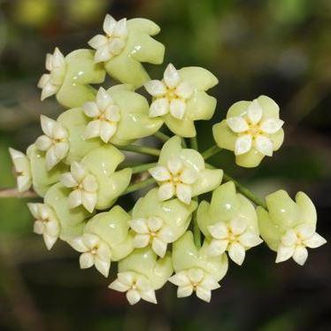 Hoya nicholsoniae McIlwraith Ra. IML 0022 H73