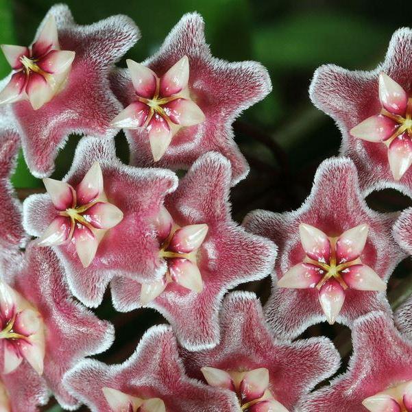 Hoya pubicalyx 'Purple Hybrid' IML 0049 H75
