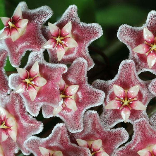 Hoya pubicalyx 'Purple Hybrid' IML 0049 H75
