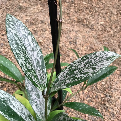 Hoya pubicalyx 'Purple Hybrid' IML 0049 H75