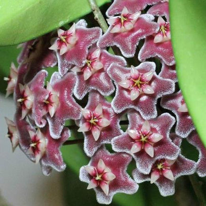 Hoya pubicalyx 'Purple Hybrid' IML 0049 H75