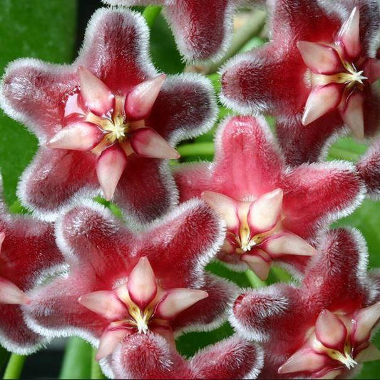 Hoya pubicorolla IML 0461 H77