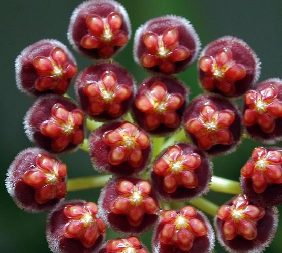 Hoya aff. pubifera IML 1282 H78
