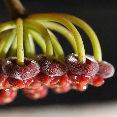 Hoya aff. pubifera IML 1282 H78