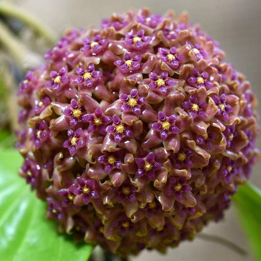Hoya purpureo-fusca IML 0728 H79