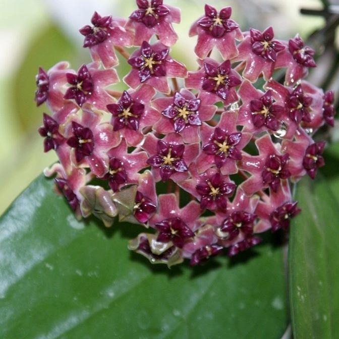 Hoya purpureo-fusca IML 0728 H79