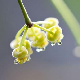 Hoya tsangii H7