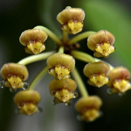 Hoya tsangii H7