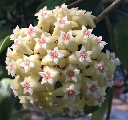 Hoya rigida IML 1424 H80