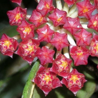 Hoya rundumensis IML 0557 H81