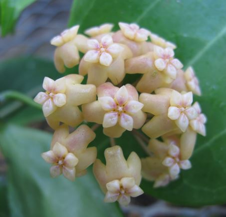 Hoya samoensis IML 0192 H82