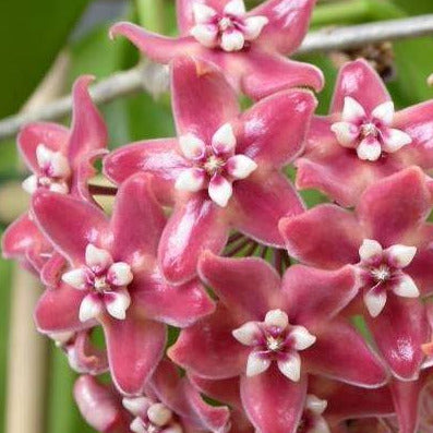 Hoya subcalva IML 0484 H83