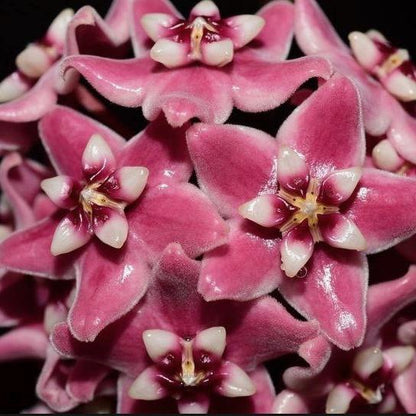 Hoya subcalva IML 0484 H83