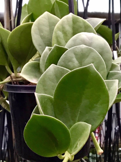Hoya subquintuplinervis IML 1701 H84