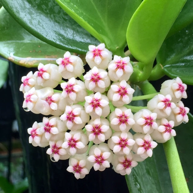 Hoya subquintuplinervis IML 1701 H84