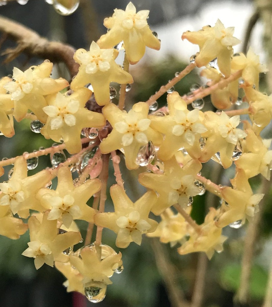 Hoya surigaoensis IML 1693 H85