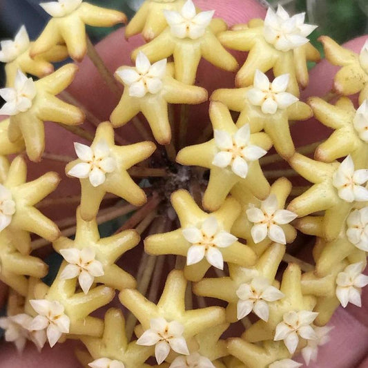 Hoya surigaoensis IML 1693 H85