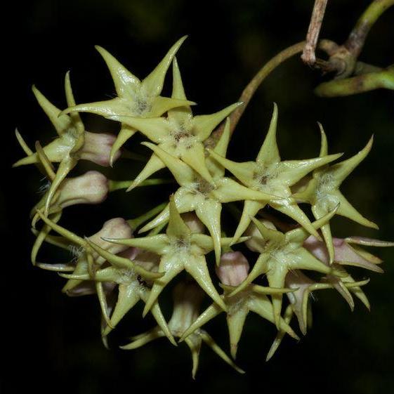 Hoya telosmoides IML 1747 H86
