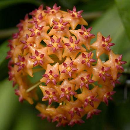 Hoya valmayoriana IML 0831 H87