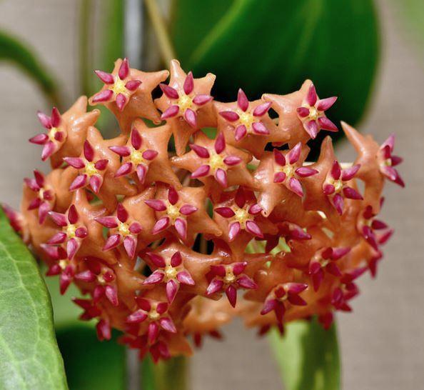 Hoya valmayoriana IML 0831 H87