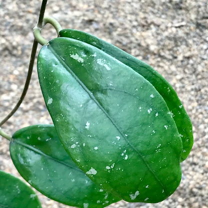 Hoya vitellina Java IML 1348 H88