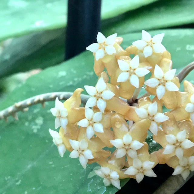 Hoya vitellina Java IML 1348 H88