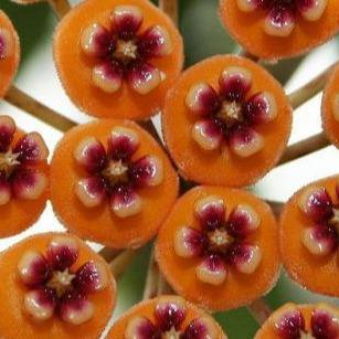 Hoya waymaniae IML 1756 H90