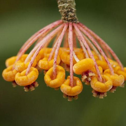 Hoya waymaniae IML 1756 H90