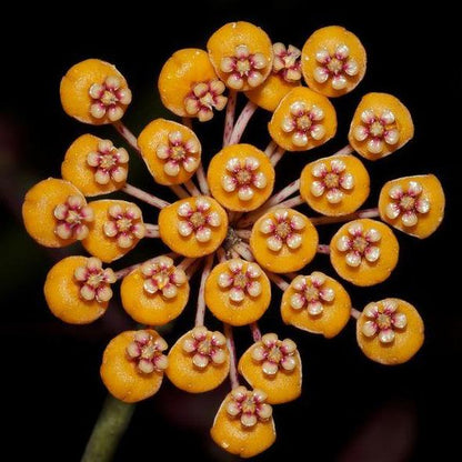 Hoya waymaniae IML 1756 H90
