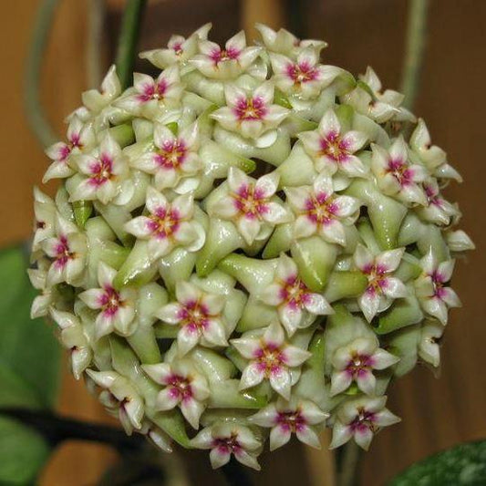 Hoya wibergiae IML 1618 H91