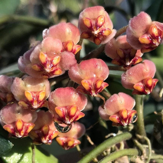 Hoya burtoniae IML 0724 H95