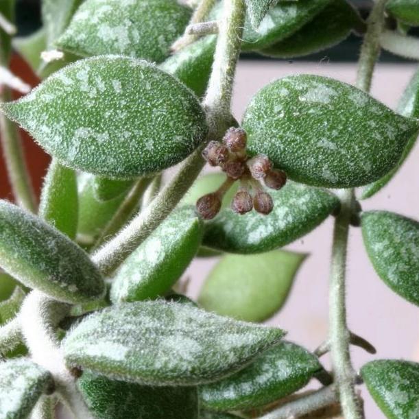 Hoya curtisii H97