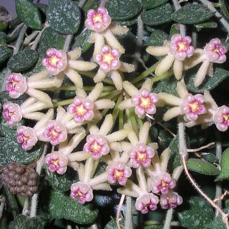 Hoya curtisii H97