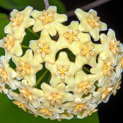 Hoya dischorensis IML 0112 H98