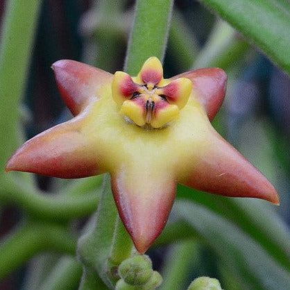 Hoya affinis H334