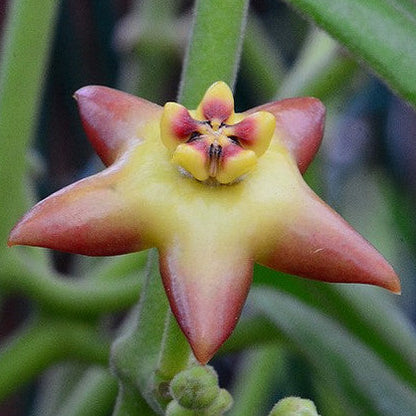 Hoya affinis H334