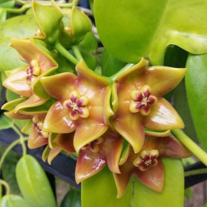 Hoya ariadna H321
