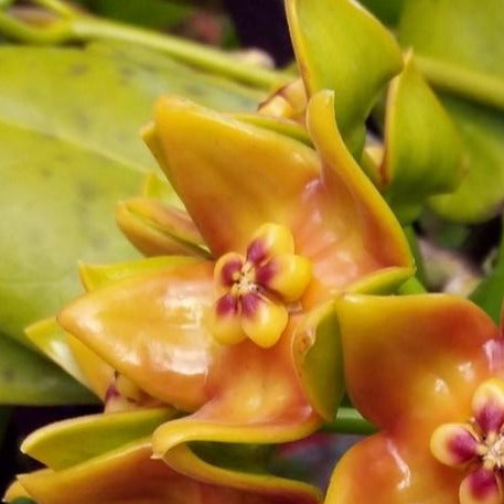Hoya ariadna H321