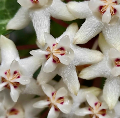 Hoya elliptica IML 1679 H336